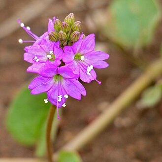 Commicarpus unspecified picture