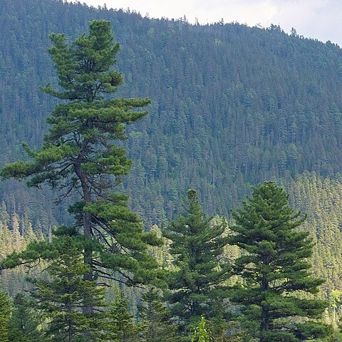 Pinus koraiensis unspecified picture