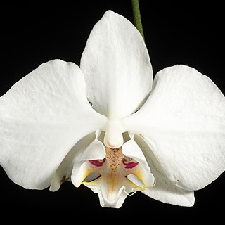 Phalaenopsis unspecified picture