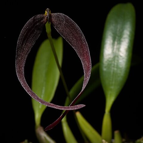 Bulbophyllum potamophila unspecified picture