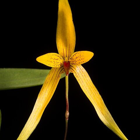 Bulbophyllum williamsii unspecified picture