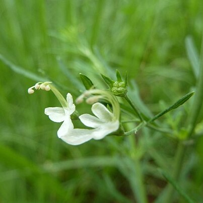 Teucrium trifidum unspecified picture