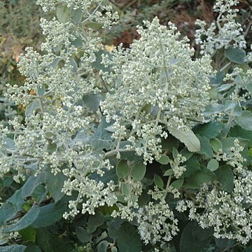 Buddleja dysophylla unspecified picture