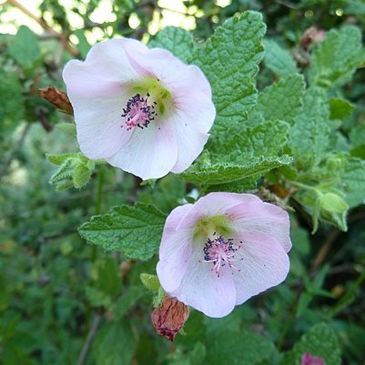 Anisodontea scabrosa unspecified picture