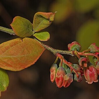 Vaccinium constablaei unspecified picture