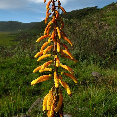 Kniphofia thomsonii unspecified picture