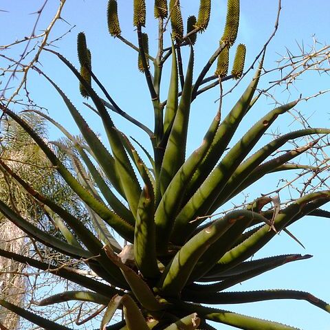 Aloe rupestris unspecified picture