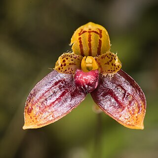 Bulbophyllum catenulatum unspecified picture