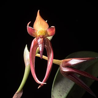 Bulbophyllum basisetum unspecified picture