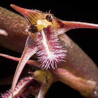 Bulbophyllum penicillium unspecified picture