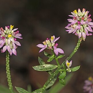 Polygala mariana unspecified picture