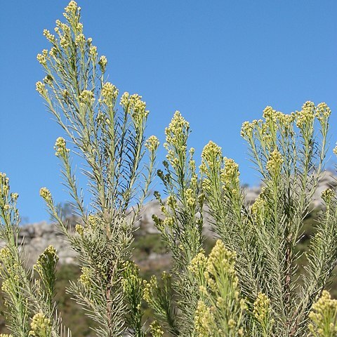 Pseudobrickellia unspecified picture