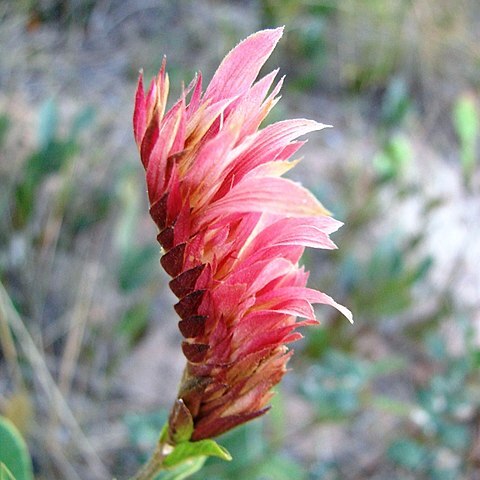 Lepidagathis floribunda unspecified picture