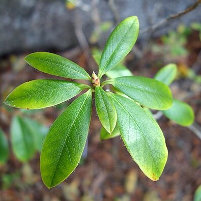 Rhododendron chrysodoron unspecified picture