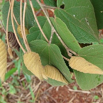 Helicteres brevispira unspecified picture