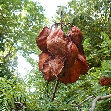 Erythrophysa transvaalensis unspecified picture