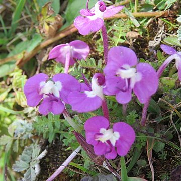 Pedicularis siphonantha unspecified picture