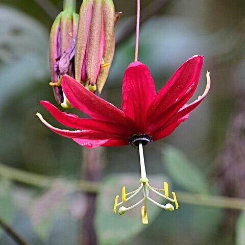 Passiflora antioquiensis unspecified picture