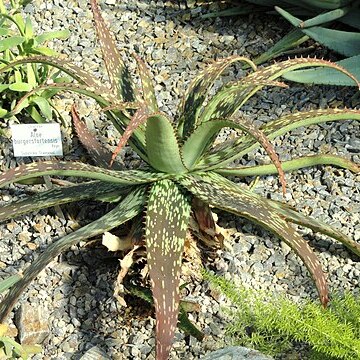 Aloe burgersfortensis unspecified picture