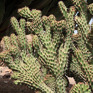 Euphorbia ledienii unspecified picture