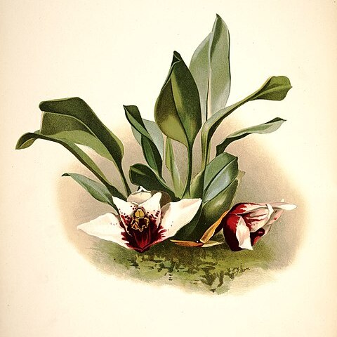 Maxillaria sanderiana unspecified picture