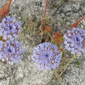 Trachymene coerulea unspecified picture