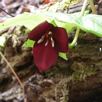 Trillium vaseyi unspecified picture