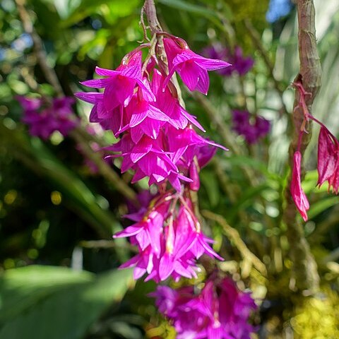 Dendrobium goldschmidtianum unspecified picture