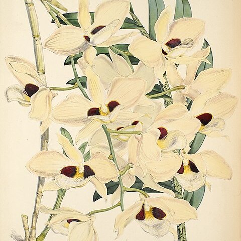 Dendrobium pulchellum unspecified picture