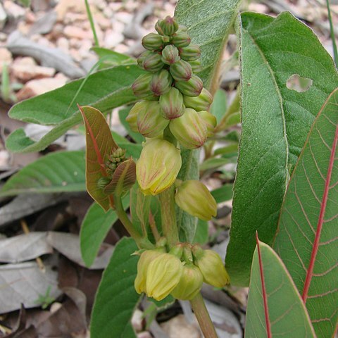 Manihot salicifolia unspecified picture