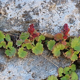 Telesonix heucheriformis unspecified picture