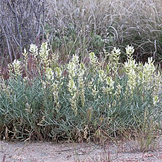 Astragalus flavus unspecified picture