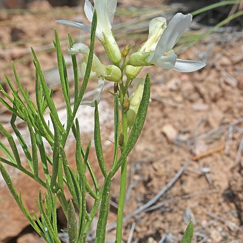 Astragalus nelsonianus unspecified picture