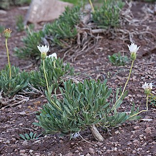 Xylorhiza venusta unspecified picture