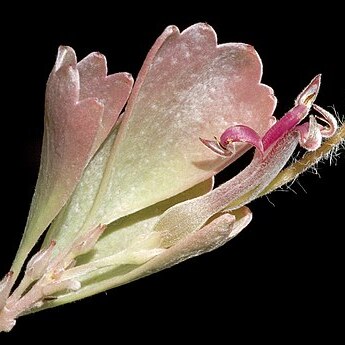 Adenanthos cuneatus unspecified picture