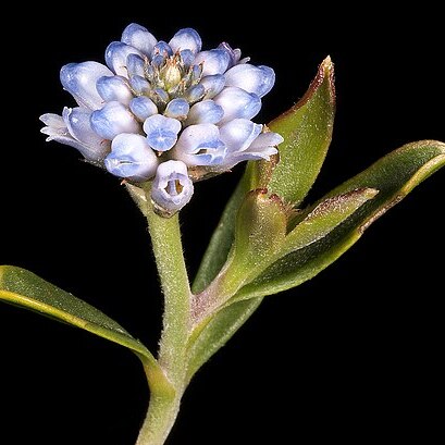 Conospermum nervosum unspecified picture