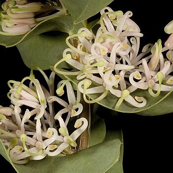 Hakea prostrata unspecified picture