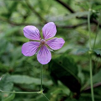 Geranium krameri unspecified picture