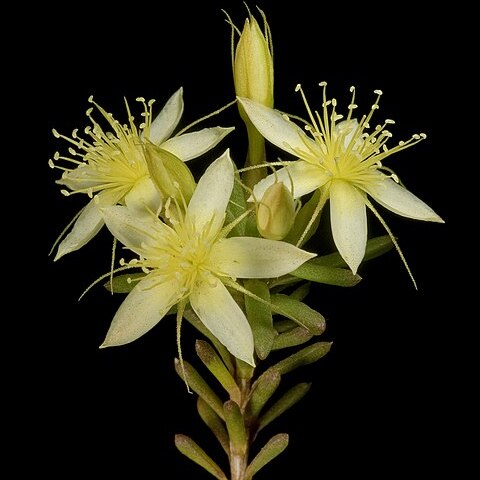 Calytrix depressa unspecified picture