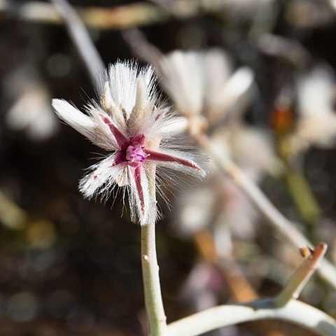 Calicorema capitata unspecified picture