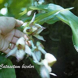 Catasetum bicolor unspecified picture