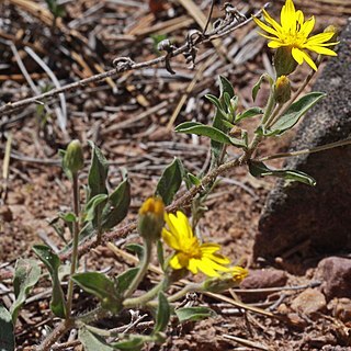 Heterotheca villosa var. minor unspecified picture