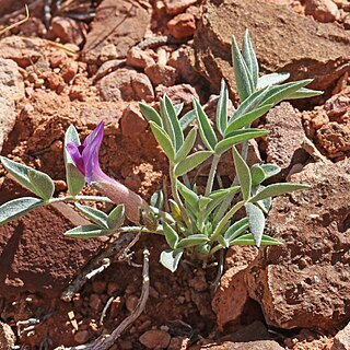 Astragalus eurekensis unspecified picture