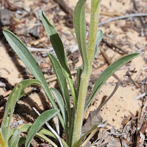 Cryptantha cinerea unspecified picture