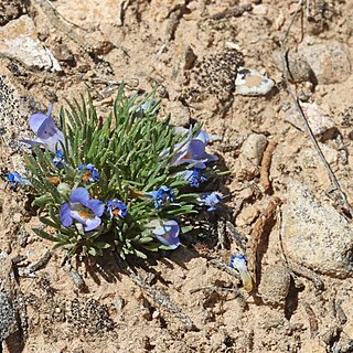 Penstemon acaulis unspecified picture