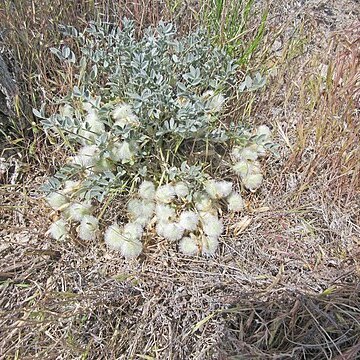 Astragalus newberryi var. castoreus unspecified picture