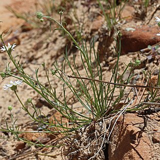 Erigeron canaani unspecified picture