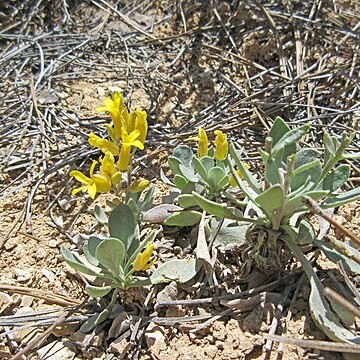 Physaria lepidota unspecified picture