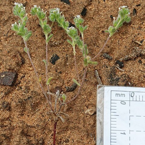 Cryptantha nevadensis unspecified picture