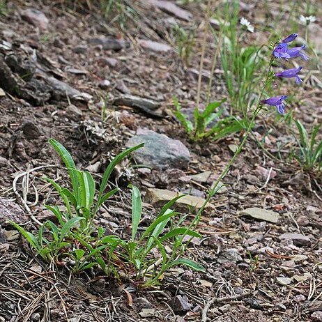 Penstemon subglaber unspecified picture